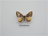 藏品(尺蛾584)的圖片